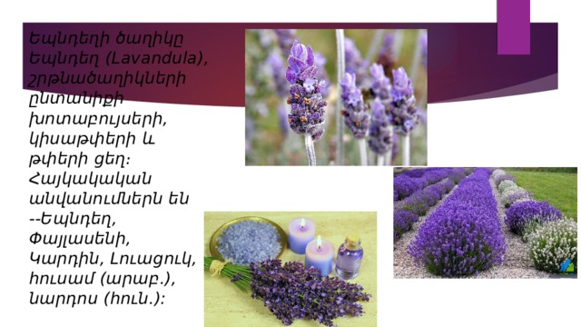 Եպնդեղի ծաղիկը  Եպնդեղ (Lavandula), շրթնածաղիկների ընտանիքի խոտաբույսերի, կիսաթփերի և թփերի ցեղ։ Հայկակական անվանումներն են --Եպնդեղ, Փայլասենի, Կարդին, Լուացուկ, հուսամ (արաբ.), նարդոս (հուն.): 