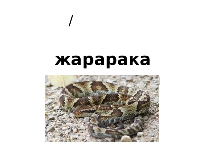 /   жарарака   ядовитая змея 
