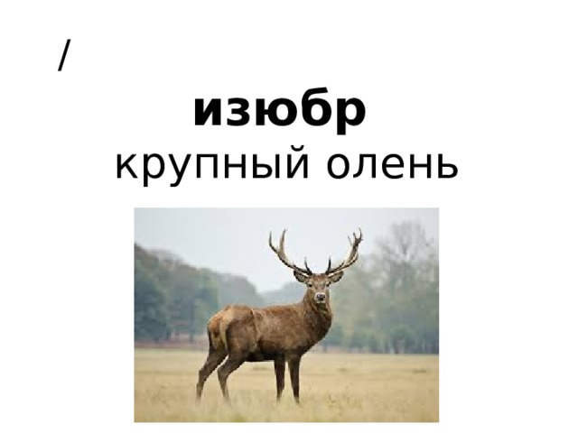  /  изюбр   крупный олень 
