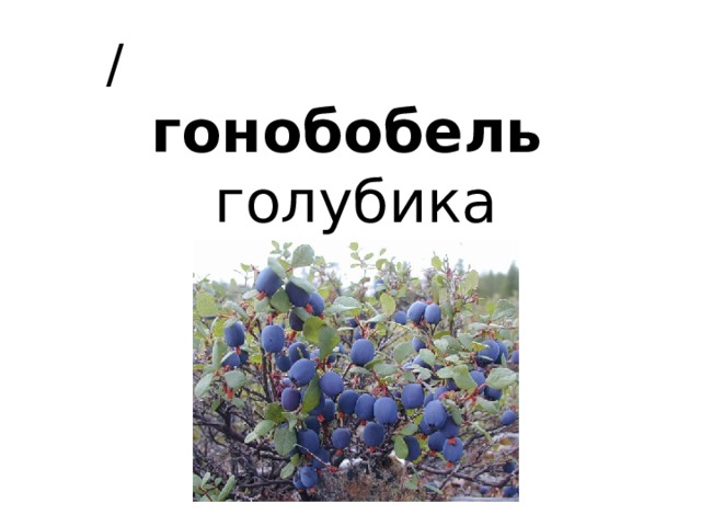  /  гонобобель   голубика 