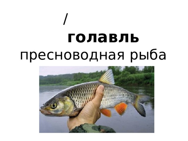    /   голавль   пресноводная рыба 
