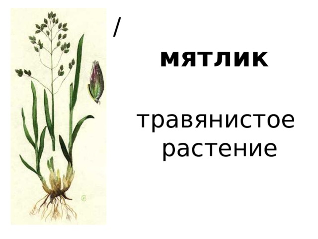  /   мятлик    травянистое  растение 