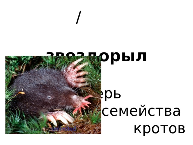  / звездорыл    зверь семейства  кротов 