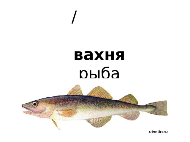  /  вахня   рыба 