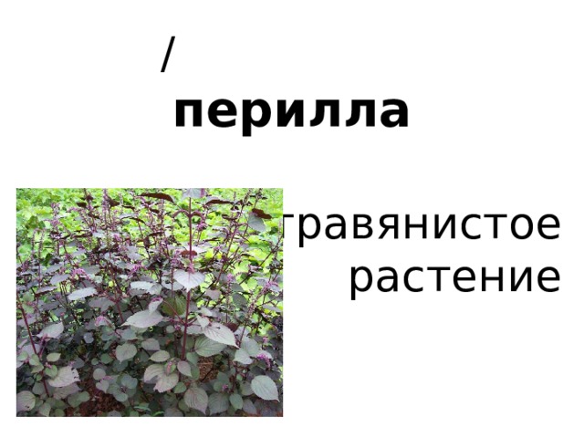  /  перилла   травянистое  растение 