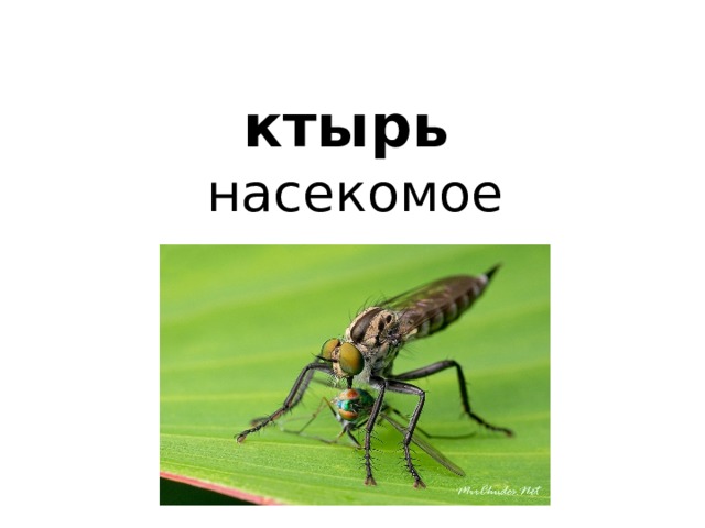 ктырь   насекомое 