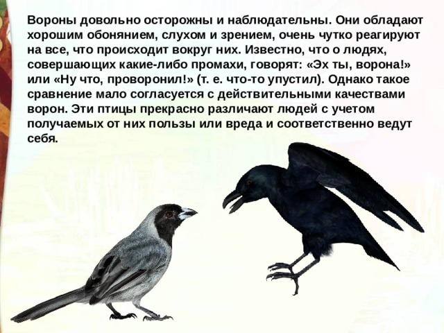 Вороны довольно осторожны и наблюдательны. Они обладают хорошим обонянием, слухом и зрением, очень чутко реагируют на все, что происходит вокруг них. Известно, что о людях, совершающих какие-либо промахи, говорят: «Эх ты, ворона!» или «Ну что, проворонил!» (т. е. что-то упустил). Однако такое сравнение мало согласуется с действительными качествами ворон. Эти птицы прекрасно различают людей с учетом получаемых от них пользы или вреда и соответственно ведут себя.  