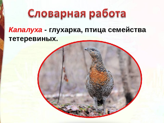 Капалуха - глухарка, птица семейства тетеревиных. 