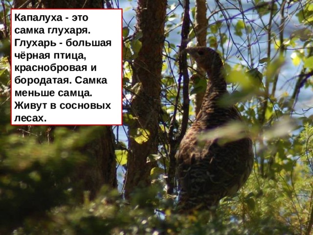 Капалуха - это самка глухаря. Глухарь - большая чёрная птица, краснобровая и бородатая. Самка меньше самца. Живут в сосновых лесах. 