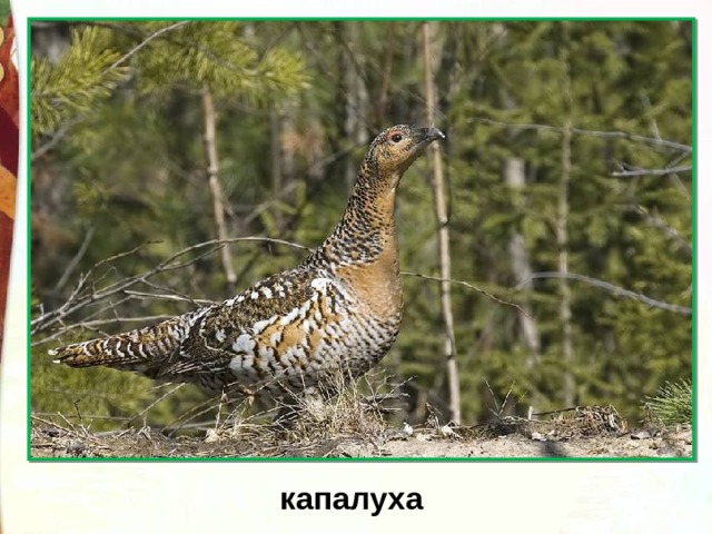 капалуха 
