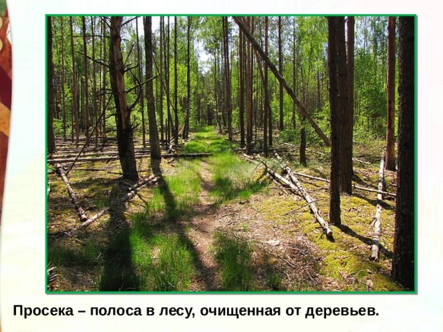 Просека – полоса в лесу, очищенная от деревьев. 