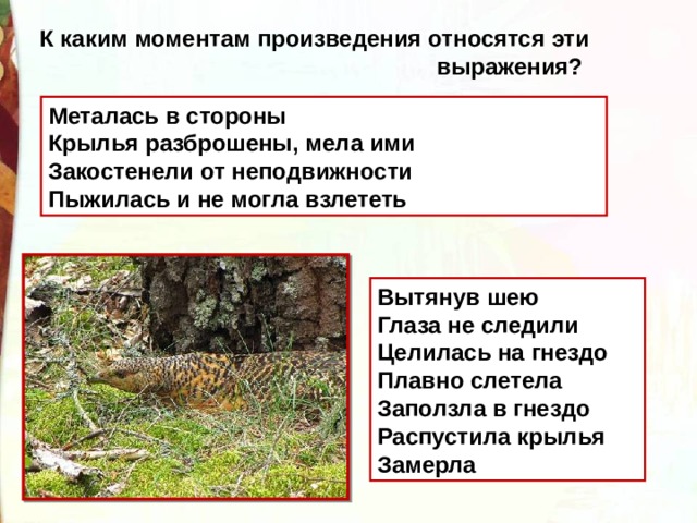 К каким моментам произведения относятся эти  выражения? Металась в стороны Крылья разброшены, мела ими Закостенели от неподвижности Пыжилась и не могла взлететь Вытянув шею Глаза не следили Целилась на гнездо Плавно слетела Заползла в гнездо Распустила крылья Замерла 