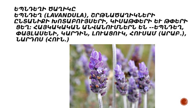  Եպնդեղի ծաղիկը  Եպնդեղ (Lavandula), շրթնածաղիկների ընտանիքի խոտաբույսերի, կիսաթփերի և թփերի ցեղ։ Հայկակական անվանումներն են --Եպնդեղ, Փայլասենի, Կարդին, Լուացուկ, հուսամ (արաբ.), նարդոս (հուն.): 