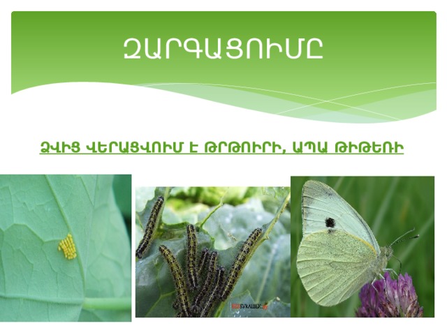 ԶԱՐԳԱՑՈԻՄԸ ՁՎԻՑ ՎԵՐԱՑՎՈԻՄ Է ԹՐԹՈԻՐԻ, ԱՊԱ ԹԻԹԵՌԻ 