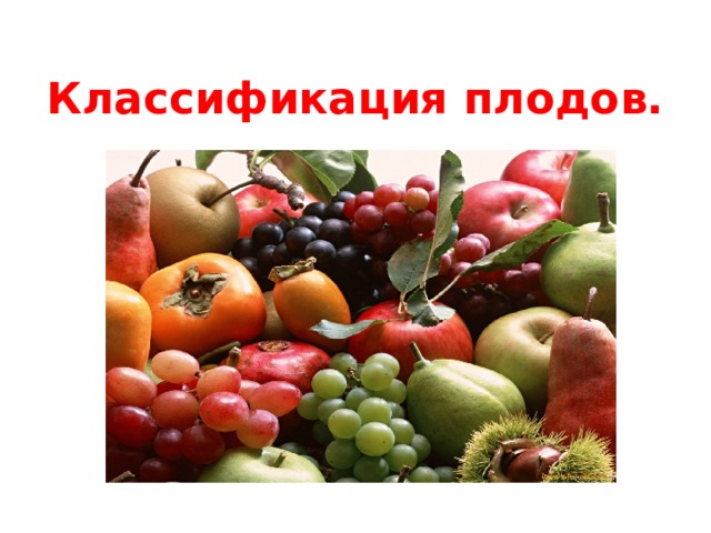 Классификация плодов. 