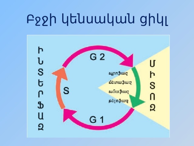 Բջ ջի կենսական ցիկլ 