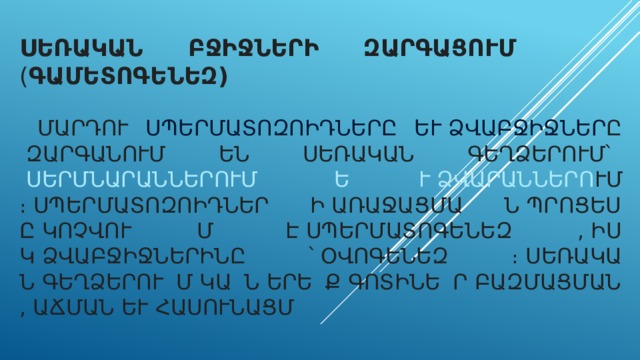 Սեռական բջիջների զարգացում ( գամետոգենեզ)    մարդու սպերմատոզոիդները  և ձվաբջիջները զարգանում են սեռական գեղձերում՝ սերմնարաններում և ձվարաններում ։ Սպերմատոզոիդների առաջացման պրոցեսը կոչվում է սպերմատոգենեզ, իսկ ձվաբջիջներինը՝ օվոգենեզ։ Սեռական գեղձերում կան երեք գոտիներ բազմացման, աճման և հասունացման։ 