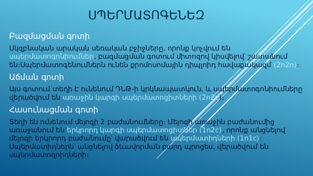  Սպերմատոգենեզ Բազմացման գոտի Սկզբնական արական սեռական բջիջները, որոնք կոչվում են սպերմատոգոնիումներ , բազմացման գոտում միտոզով կիսվելով՝ շատանում են։Սպերմատոգենումներն ունեն քրոմոսոմային դիպլոիդ հավաքակազմ (2n2n) ։ Աճման գոտի Այս գոտում տեղի Է ունենում ԴՆԹ-ի կրկնապատկուն, և սպերմատոգոնիումները վերածվում են առաջին կարգի սպերմատոցիտների (2n2c )։ Հասունացման գոտի Տեղի են ունենում մեյոզի 2 բաժանումները։ Մեյոզի առաջին բաժանումից առաջանում են երկրորդ կարգի սպերմատոցիտներ (1n2c) , որոնք անցնելով մեյոզի երկրորդ բաժանումը՝ վարածվում են սպերմատիդների (1n1c) ։ Սպերմատիդներն՝ անցնելով ձևավորման բարդ պրոցես, վերածվում են սպերմատոզոիդների։ 