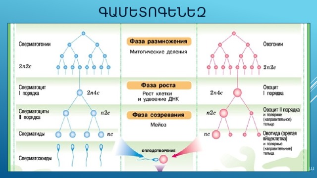 ԳԱմետոգենեզ ա 