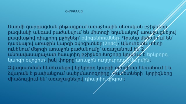 Օվոգենեզ Սաղմի զարգացման ընթացքում առաջնային սեռական բջիջները բազմակի անգամ բաժանվում են միտոզի եղանակով՝ առաջացնելով բազմաթիվ դիպլոիդ բջիջներ՝ օվոգենիումներ ։ Դրանք մեծանում են՝ դառնալով առաջին կարգի օվոցիտներ (2n4c) ։ Այնուհետև տեղի ունենում մեյոզի առաջին բաժանումը՝ առաջանում են 2 անհավասարաչափ հապլոիդ բջիջներ։Խոշորը կոչվում է երկրորդ կարգի օվոցիտ , իսկ փոքրը՝ առաջին ուղղուրդդող մարմին ։ Ձվազատման հետևանքով երկրորդ կարգի օվոցիտը հեռանում է և ձվարան է թափանցում սպերմատոզոիդը։ Գամետների կորիզները միաձուլվում են՝ առաջացնելով դիպլոիդ զիգոտ ։ 