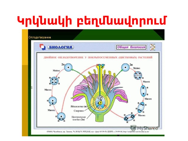 Կրկնակի բեղմնավորում 