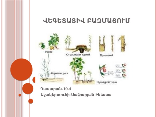Վեգետատիվ բազմացում Դասարան-10-4 Աշակերտուհի-Սաֆարյան Ինեսսա 