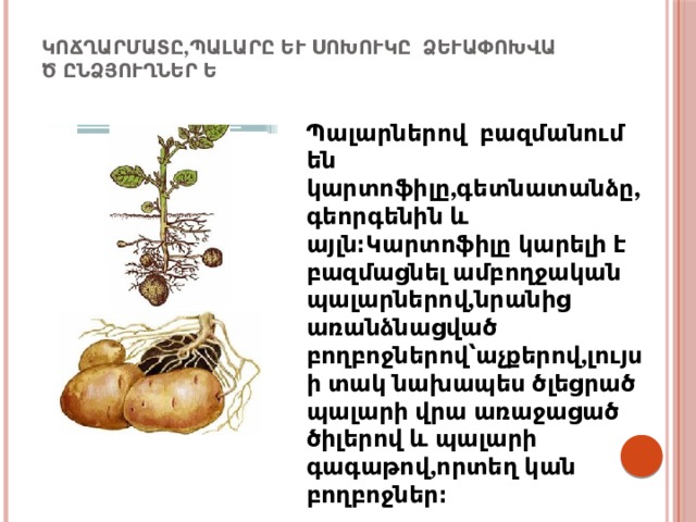 Կոճղարմատը,պալարը և սոխուկը ձևափոխված ընձյուղներ են։   Պալարներով բազմանում են կարտոֆիլը,գետնատանձը,գեորգենին և այլն։Կարտոֆիլը կարելի է բազմացնել ամբողջական պալարներով,նրանից առանձնացված բողբոջներով՝աչքերով,լույսի տակ նախապես ծլեցրած պալարի վրա առաջացած ծիլերով և պալարի գագաթով,որտեղ կան բողբոջներ։ 