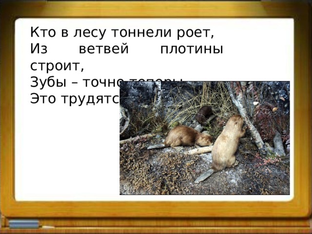 Кто в лесу тоннели роет, Из ветвей плотины строит, Зубы – точно топоры. Это трудятся … 