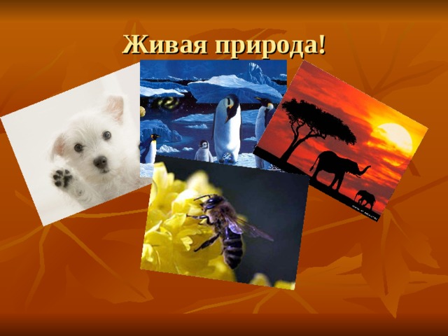 Живая природа! 