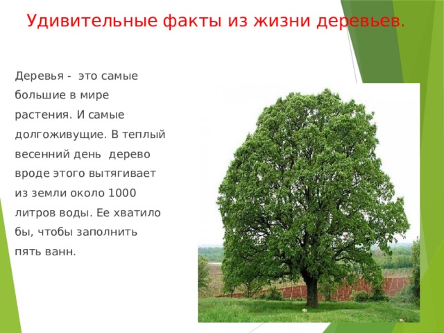 Удивительные факты из жизни деревьев. Деревья - это самые большие в мире растения. И самые долгоживущие. В теплый весенний день дерево вроде этого вытягивает из земли около 1000 литров воды. Ее хватило бы, чтобы заполнить пять ванн. 