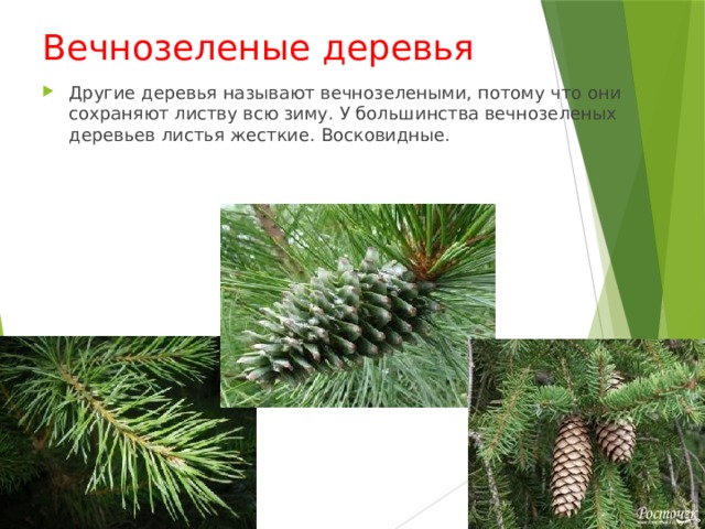 Вечнозеленые деревья Другие деревья называют вечнозелеными, потому что они сохраняют листву всю зиму. У большинства вечнозеленых деревьев листья жесткие. Восковидные. 
