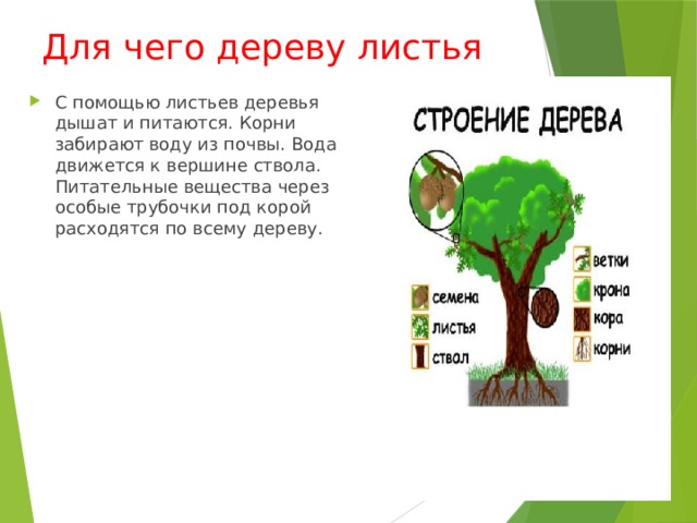 Для чего дереву листья С помощью листьев деревья дышат и питаются. Корни забирают воду из почвы. Вода движется к вершине ствола. Питательные вещества через особые трубочки под корой расходятся по всему дереву. 