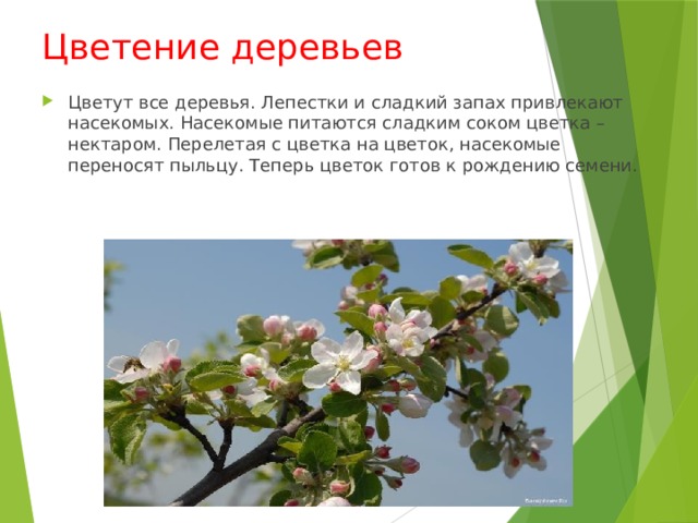 Цветение деревьев Цветут все деревья. Лепестки и сладкий запах привлекают насекомых. Насекомые питаются сладким соком цветка – нектаром. Перелетая с цветка на цветок, насекомые переносят пыльцу. Теперь цветок готов к рождению семени. 