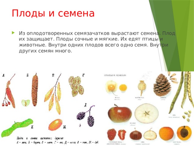 Плоды и семена Из оплодотворенных семязачатков вырастают семена. Плод их защищает. Плоды сочные и мягкие. Их едят птицы и животные. Внутри одних плодов всего одно семя. Внутри других семян много. 