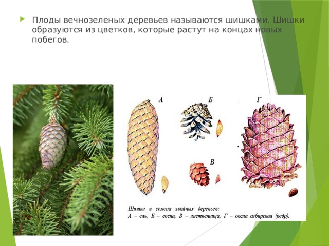Плоды вечнозеленых деревьев называются шишками. Шишки образуются из цветков, которые растут на концах новых побегов. 