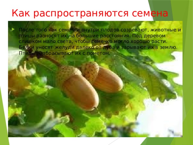 Как распространяются семена После того как семечки внутри плодов созревают, животные и птицы разносят их на большие расстояния. Под деревом слишком мало света, чтобы семечко могло хорошо расти. Белки уносят желуди далеко от дуба и зарывают их в землю. Птицы разбрасывают их с пометом. 