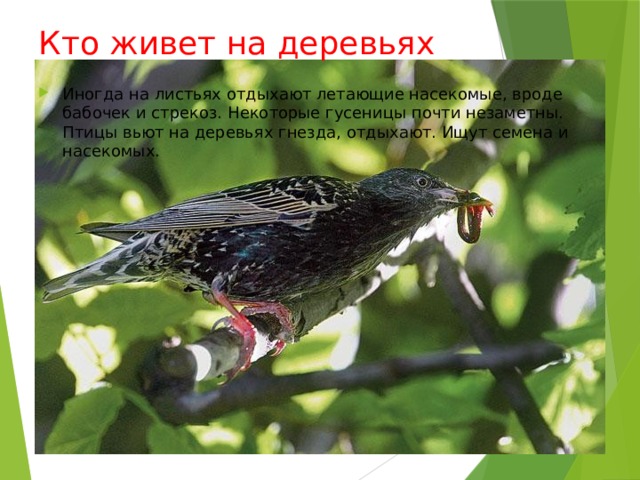 Кто живет на деревьях Иногда на листьях отдыхают летающие насекомые, вроде бабочек и стрекоз. Некоторые гусеницы почти незаметны. Птицы вьют на деревьях гнезда, отдыхают. Ищут семена и насекомых. 