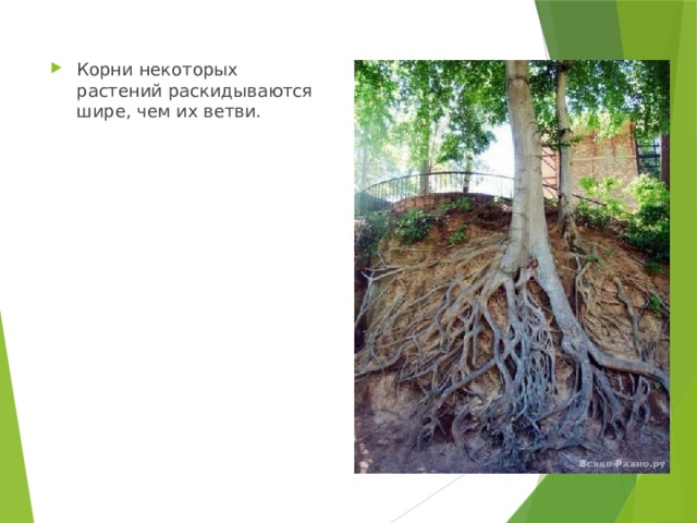 Корни некоторых растений раскидываются шире, чем их ветви. 