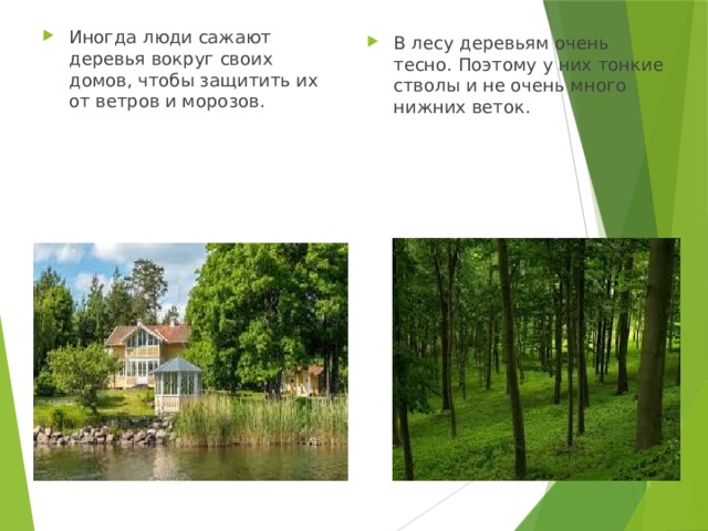 Иногда люди сажают деревья вокруг своих домов, чтобы защитить их от ветров и морозов. В лесу деревьям очень тесно. Поэтому у них тонкие стволы и не очень много нижних веток. 