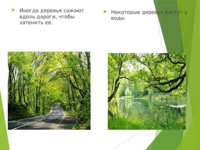Иногда деревья сажают вдоль дороги, чтобы затенить ее. Некоторые деревья растут у воды. 