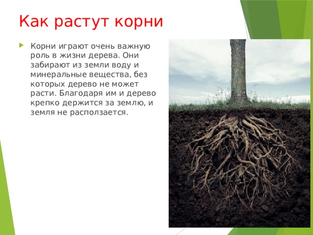 Как растут корни Корни играют очень важную роль в жизни дерева. Они забирают из земли воду и минеральные вещества, без которых дерево не может расти. Благодаря им и дерево крепко держится за землю, и земля не расползается. 