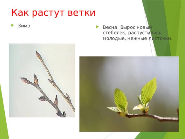 Как растут ветки Зима Весна. Вырос новый стебелек, распустились молодые, нежные листочки. 