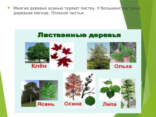Многие деревья осенью теряют листву. У большинства таких деревьев мягкие. Плоские листья. 