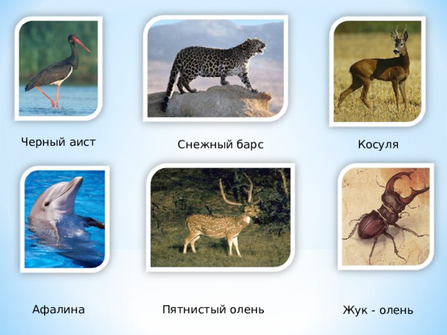 Черный аист Снежный барс Косуля Афалина Пятнистый олень Жук - олень  