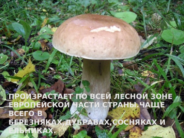 ПРОИЗРАСТАЕТ ПО ВСЕЙ ЛЕСНОЙ ЗОНЕ ЕВРОПЕЙСКОЙ ЧАСТИ СТРАНЫ.ЧАЩЕ ВСЕГО В БЕРЕЗНЯКАХ,ДУБРАВАХ,СОСНЯКАХ И ЕЛЬНИКАХ. 
