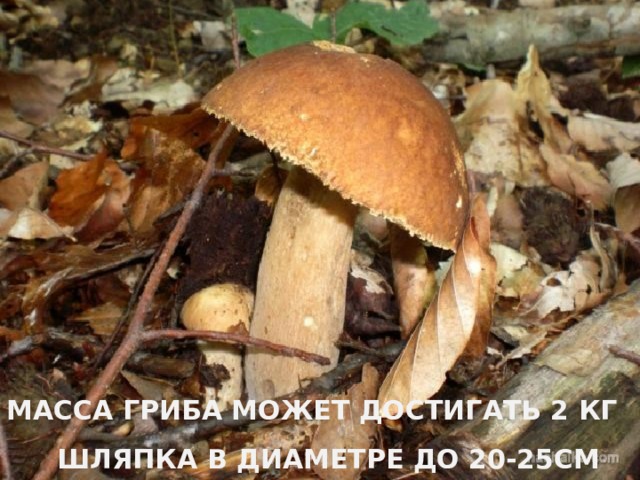 МАССА ГРИБА МОЖЕТ ДОСТИГАТЬ 2 КГ ШЛЯПКА В ДИАМЕТРЕ ДО 20-25СМ 