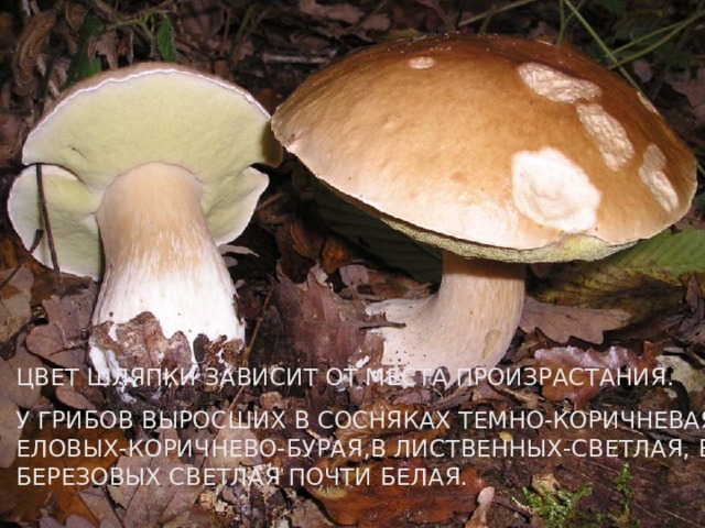 ЦВЕТ ШЛЯПКИ ЗАВИСИТ ОТ МЕСТА ПРОИЗРАСТАНИЯ. У ГРИБОВ ВЫРОСШИХ В СОСНЯКАХ ТЕМНО-КОРИЧНЕВАЯ,В ЕЛОВЫХ-КОРИЧНЕВО-БУРАЯ,В ЛИСТВЕННЫХ-СВЕТЛАЯ, В БЕРЕЗОВЫХ СВЕТЛАЯ ПОЧТИ БЕЛАЯ. 