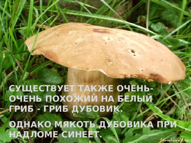 СУЩЕСТВУЕТ ТАКЖЕ ОЧЕНЬ-ОЧЕНЬ ПОХОЖИЙ НА БЕЛЫЙ ГРИБ - ГРИБ ДУБОВИК. ОДНАКО МЯКОТЬ ДУБОВИКА ПРИ НАДЛОМЕ СИНЕЕТ. 