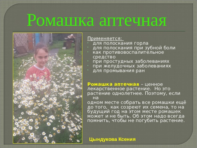 Ромашка аптечная Применяется: для полоскания горла для полоскания при зубной боли как противовоспалительное средство при простудных заболеваниях при желудочных заболеваниях для промывания ран  Ромашка аптечная – ценное лекарственное растение. Но это растение однолетнее. Поэтому, если на одном месте собрать все ромашки ещё до того, как созреют их семена, то на будущий год на этом месте ромашек может и не быть. Об этом надо всегда помнить, чтобы не погубить растение. Цындукова Ксения 