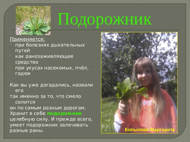 Подорожник Применяется: при болезнях дыхательных путей как ранозаживляющее средство при укусах насекомых, пчёл, гадюк Как вы уже догадались, назвали его так именно за то, что смело селится он по самым разным дорогам. Хранит в себе подорожник целебную силу. И прежде всего, умеет подорожник залечивать разные раны. Копылова Маргарита 